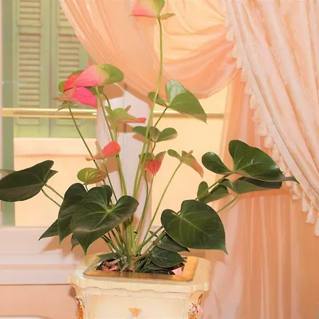 Fiore D'arancio Luxury Center Apartmán *